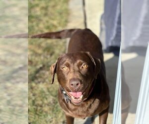 Labrador Retriever Dogs for adoption in Germantown, OH, USA