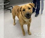 Small Labrador Retriever-Retriever  Mix