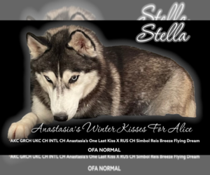 Mother of the Siberian Husky puppies born on 08/04/2022