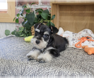 Schnauzer (Miniature) Puppy for sale in SYRACUSE, IN, USA