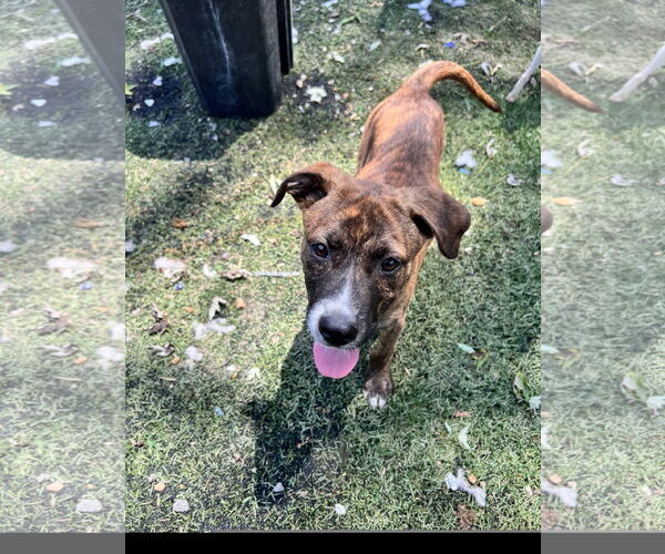 Medium Photo #5 Mutt Puppy For Sale in Tracy City, TN, USA