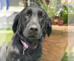 Small #3 Labrador Retriever Mix