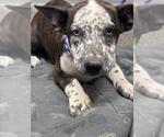 Small Mutt