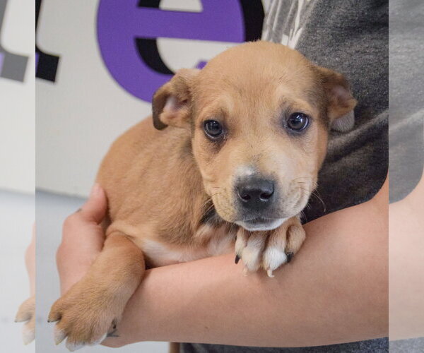 Medium Photo #4 Jack Russell Terrier-Unknown Mix Puppy For Sale in Huntley, IL, USA