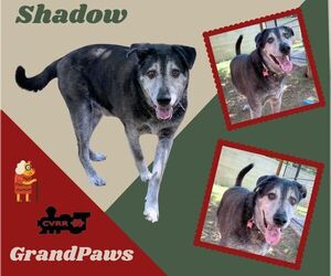 Retriever -Unknown Mix Dogs for adoption in Lindsay, CA, USA