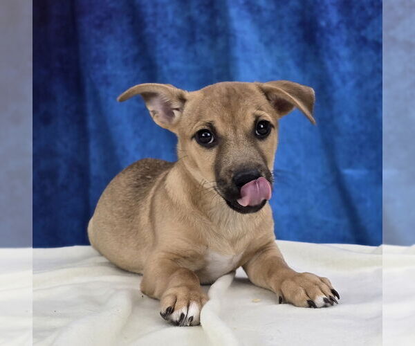 Medium Photo #5 Labrador Retriever-Unknown Mix Puppy For Sale in Lakewood, CO, USA