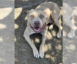 PEGASUS - Male Mutt Dog for Adoption - Photo #2