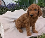 Small Photo #32 Irish Doodle Puppy For Sale in GOSHEN, IN, USA