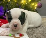 Puppy Wyatt American Bulldog