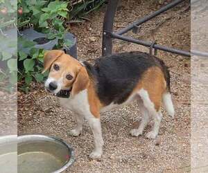 Delaney - Female Beagle Dog for Adoption - Photo #4