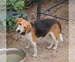 Small Photo #4 Beagle Puppy For Sale in Las Vegas, NV, USA