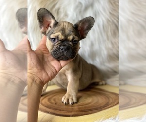 French Bulldog Puppy for sale in OJAI, CA, USA