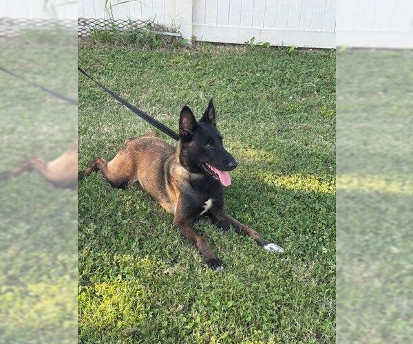 Medium Photo #2 Mutt Puppy For Sale in Imlay City, MI, USA