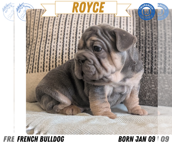 Medium Photo #37 French Bulldog Puppy For Sale in GOSHEN, IN, USA