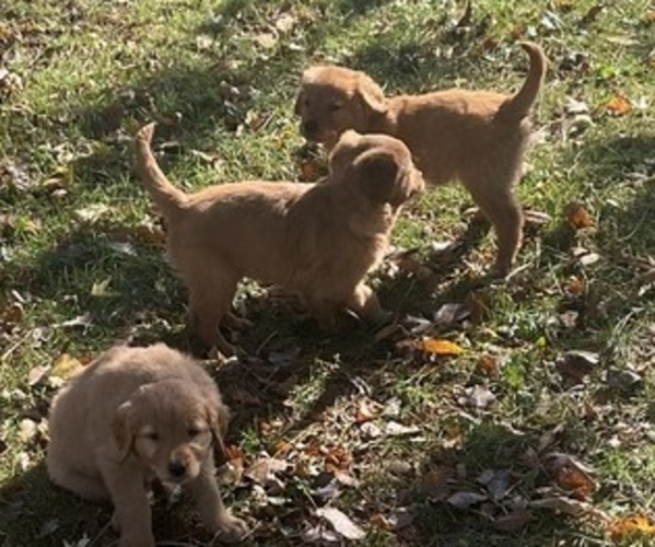 Medium Photo #1 Golden Retriever Puppy For Sale in BELGRADE, MN, USA