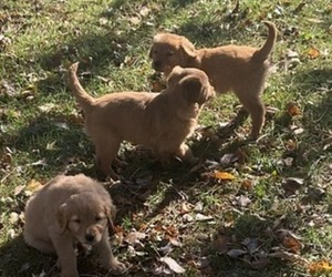Golden Retriever Puppy for sale in BELGRADE, MN, USA