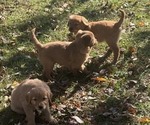 Callies pups - Male Golden Retriever Puppy for Sale - Small photo