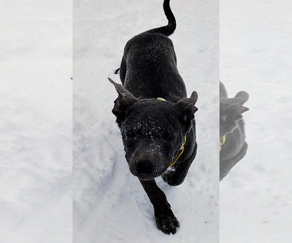 Medium Photo #1 Mutt Puppy For Sale in Cottage Grove, MN, USA