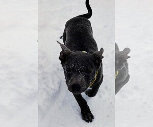 Mutt Dogs for adoption in Cottage Grove, MN, USA