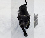 Rocky - Male Mutt Dog for Adoption - Small photo