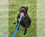 Small #17 American Bulldog Mix