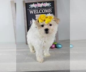 Pomeranian-Poodle (Toy) Mix Puppy for sale in BEECH GROVE, IN, USA