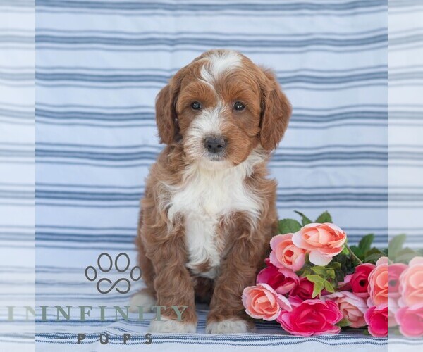 Medium Photo #5 Goldendoodle (Miniature) Puppy For Sale in DORNSIFE, PA, USA