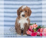 Small #4 Goldendoodle (Miniature)