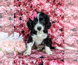 Bernedoodle-Miniature Bernedoodle Mix Puppy for sale in KIRKWOOD, PA, USA