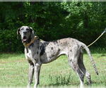 Small #5 Great Dane