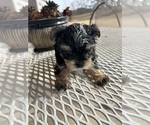 Small #16 Morkie