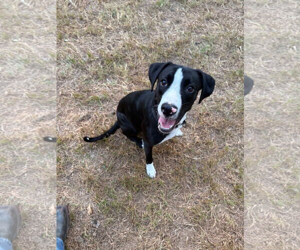 Medium Photo #2 Boxer-Unknown Mix Puppy For Sale in The Woodlands, TX, USA