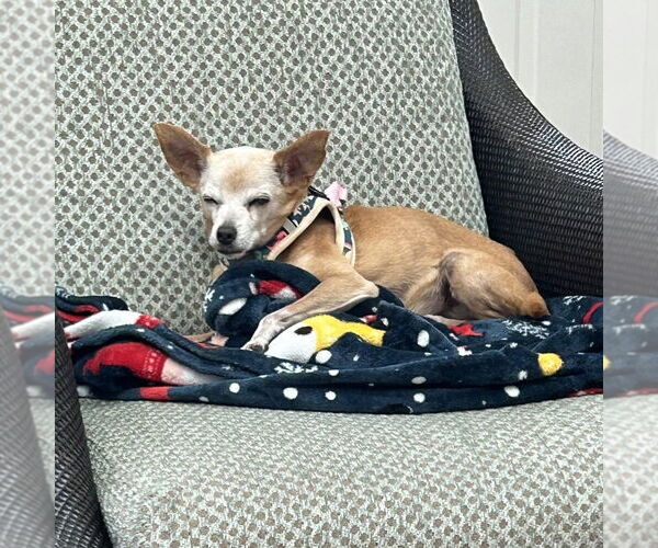 Medium Photo #4 Chihuahua Puppy For Sale in Mundelein, IL, USA