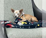 Small #3 Chihuahua