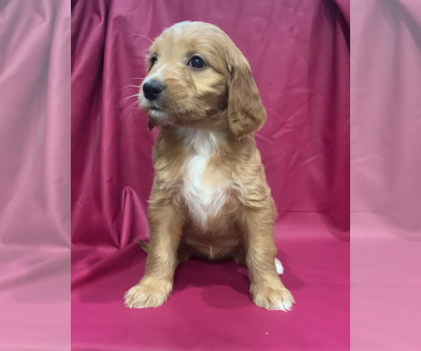 Medium Photo #10 Cavapoo-Goldendoodle Mix Puppy For Sale in KALAMAZOO, MI, USA