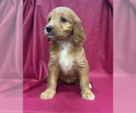 Small #1 Cavapoo-Goldendoodle Mix