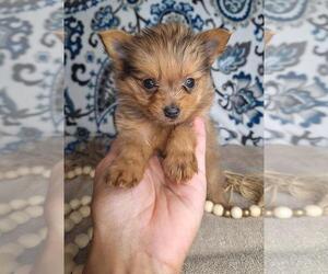 Yoranian Puppy for Sale in ELKTON, Kentucky USA