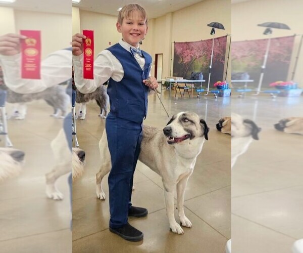 Medium Photo #1 Anatolian Shepherd Puppy For Sale in OAK HILLS, CA, USA