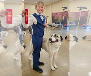 Mother of the Anatolian Shepherd puppies born on 10/12/2025