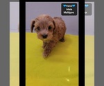 Vance - Male Maltipoo (Toy) Puppy for Sale - Photo #3