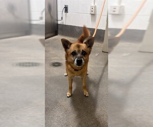Cairn Terrier-Unknown Mix Dogs for adoption in Forestville, MD, USA