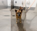 Small Cairn Terrier Mix