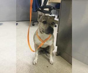 Mutt Dogs for adoption in Riverside, CA, USA