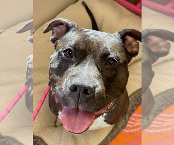 Medium Photo #1 American Pit Bull Terrier Puppy For Sale in Techny, IL, USA