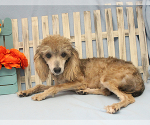 Mother of the Poodle (Toy) puppies born on 06/09/2026