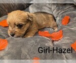Small #1 Morkie