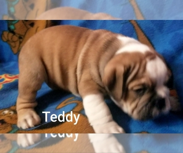 Medium Photo #18 English Bulldog Puppy For Sale in COLUMBUS, OH, USA