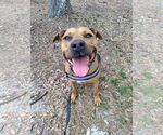 Small #7 Black Mouth Cur Mix