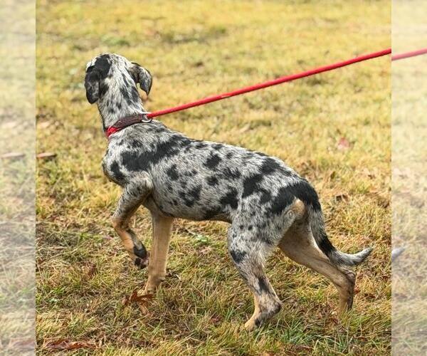 Medium Photo #3 Catahoula Leopard Dog-Labrador Retriever Mix Puppy For Sale in Yardley, PA, USA