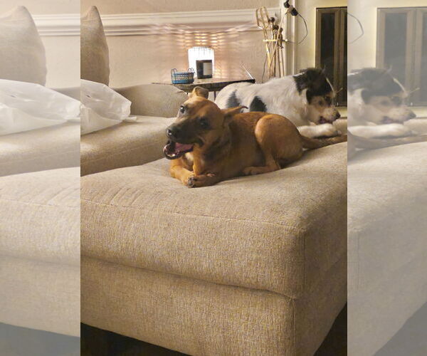 Medium Photo #5 Chihuahua-Unknown Mix Puppy For Sale in Virginia Beach, VA, USA